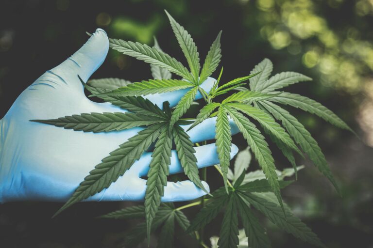 How to Store Your Cannabis Products for Maximum Freshness