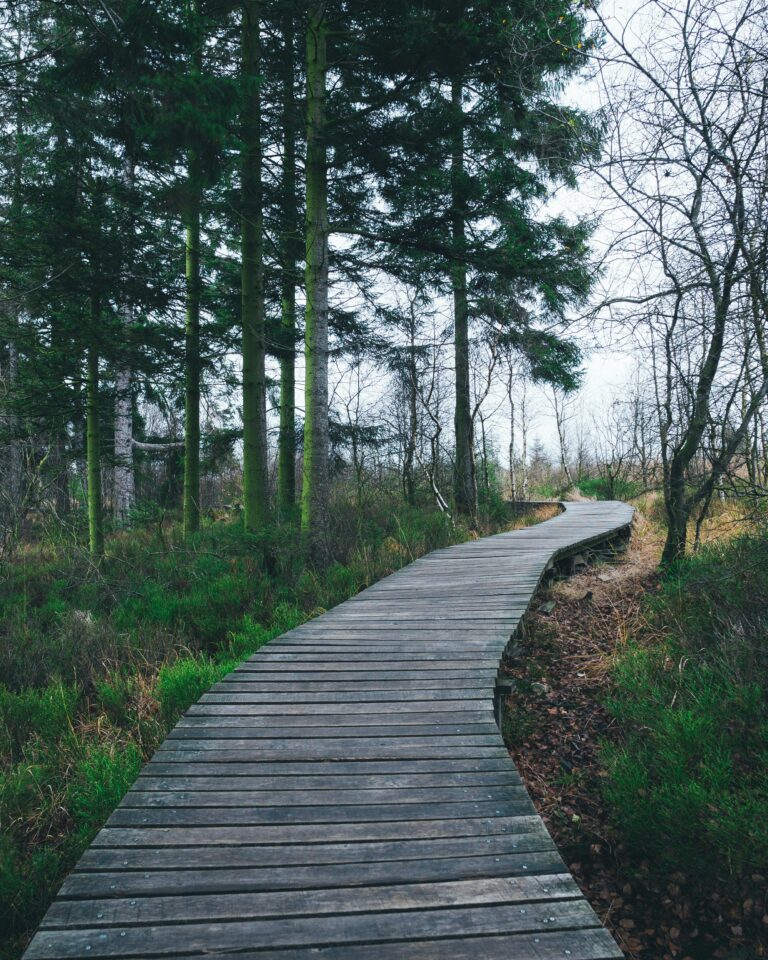 Relax and Recharge: Cannabis & Riverwood Conservancy Walk